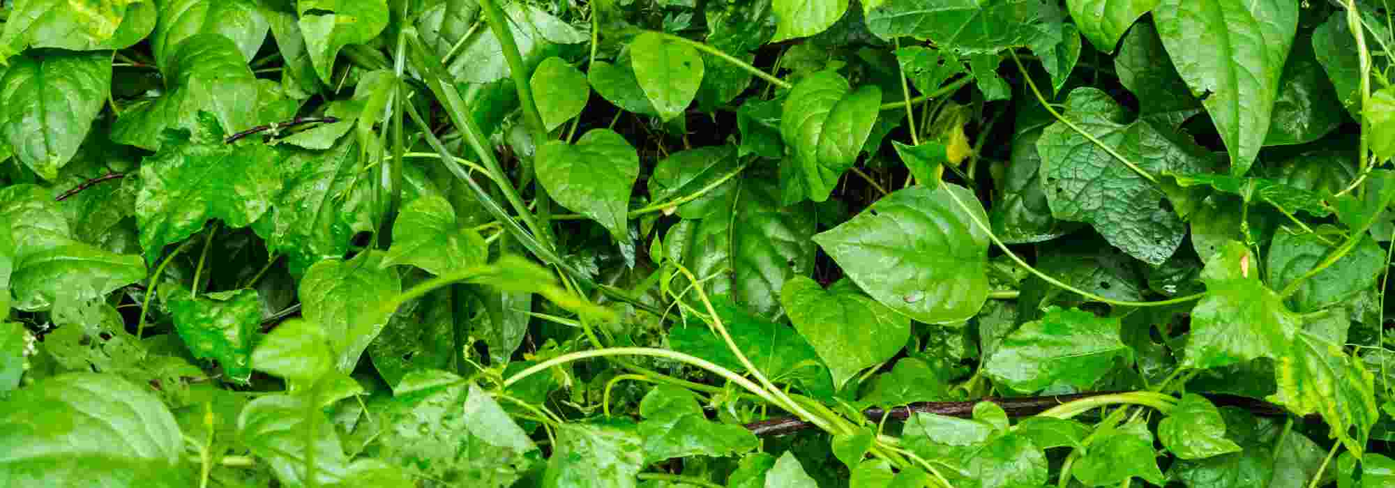 Indischer Spinat anbauen: Tipps