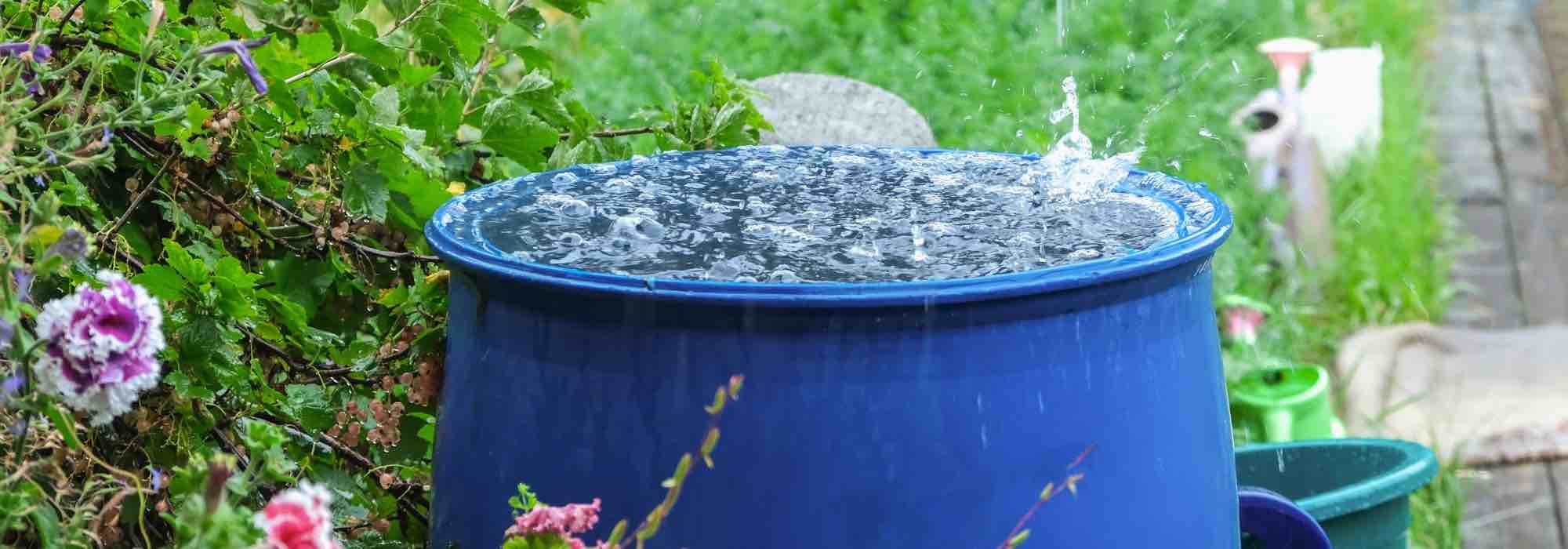 Leitungswasser, Regenwasser oder demineralisiertes Wasser: Welches Wasser eignet sich zum Gießen von Pflanzen?