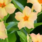 Falscher Jasmin: bewährte Sorten für Sommerblüte