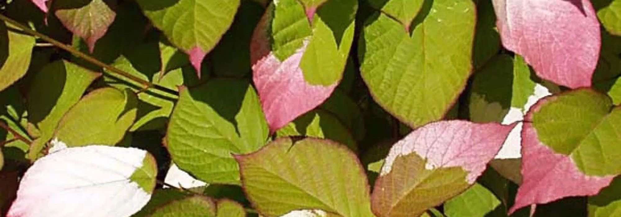 5 Kletterpflanzen mit auffälligem Laub