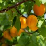 Aprikosenbaum ohne Früchte: Ursachen & Lösungen