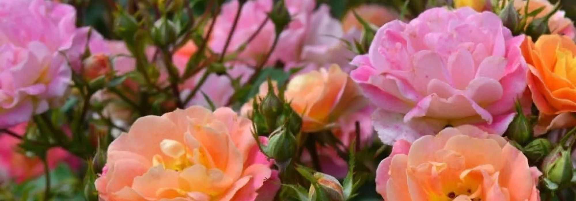 5 zweifarbige Rosen für eleganten, originellen Garten