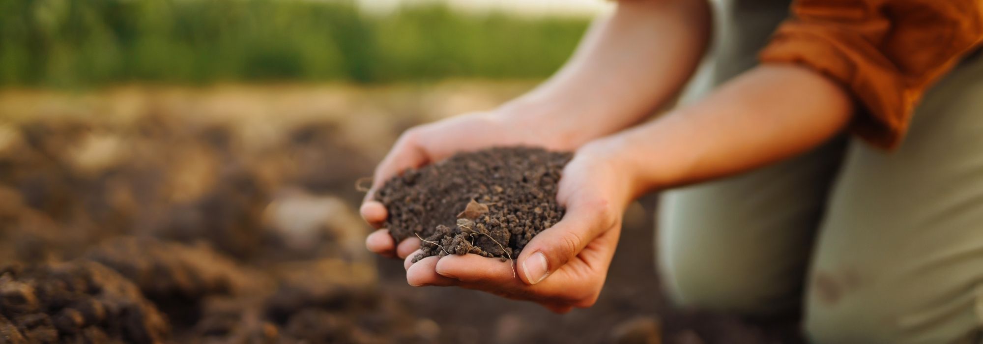 Natürliche Dünger für den Garten: unsere Lösungen