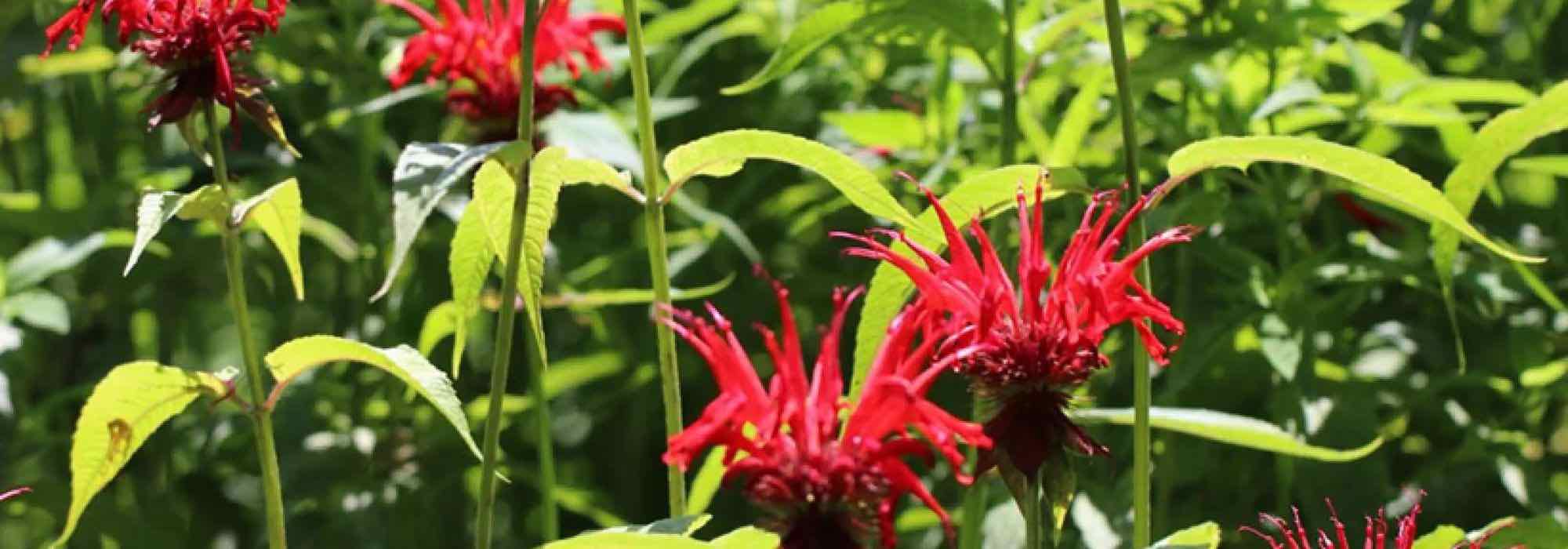 Beste aromatische Stauden für schönen, nützlichen Garten