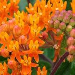 7 exotische Stauden für einen üppigen Garten