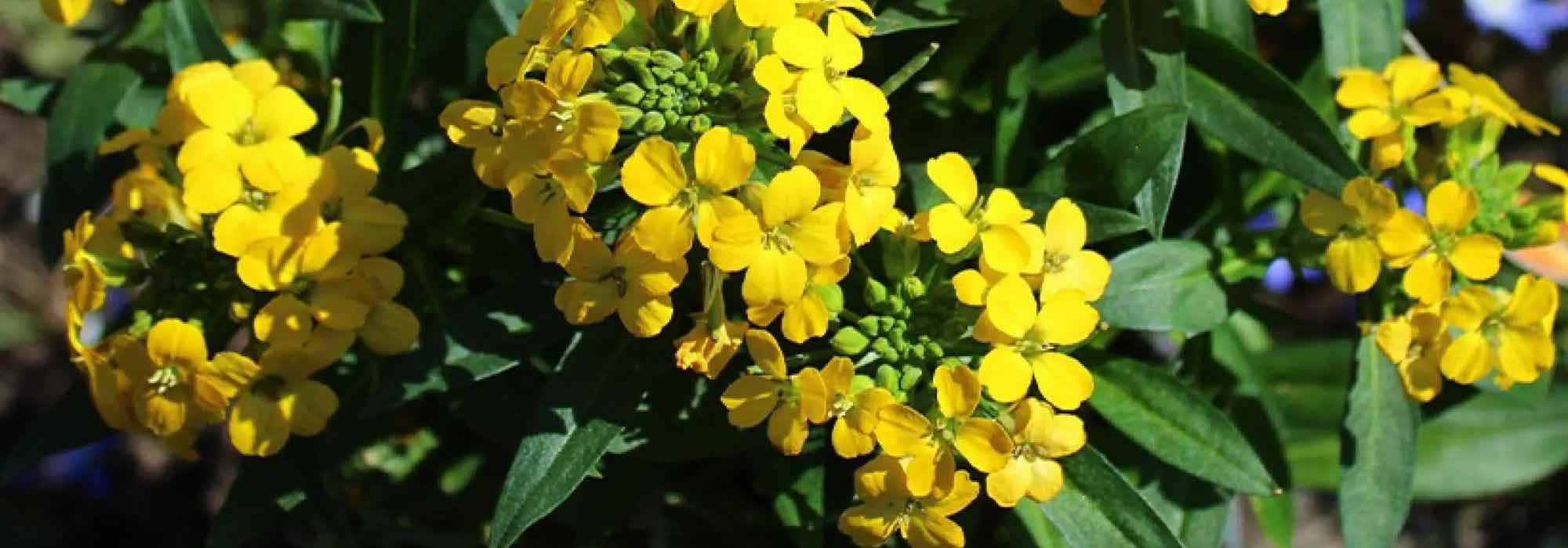 Duftende Stauden für mehr Gartenduft!