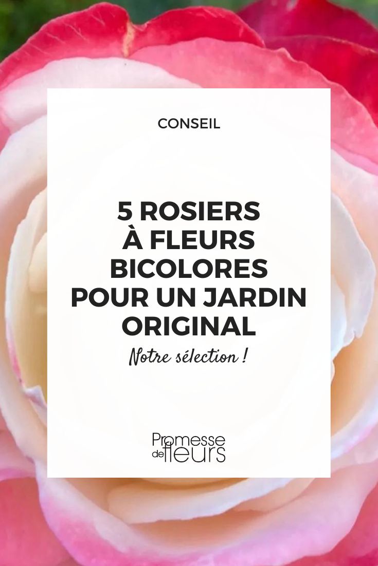 Edelrose 'Nostalgie'
