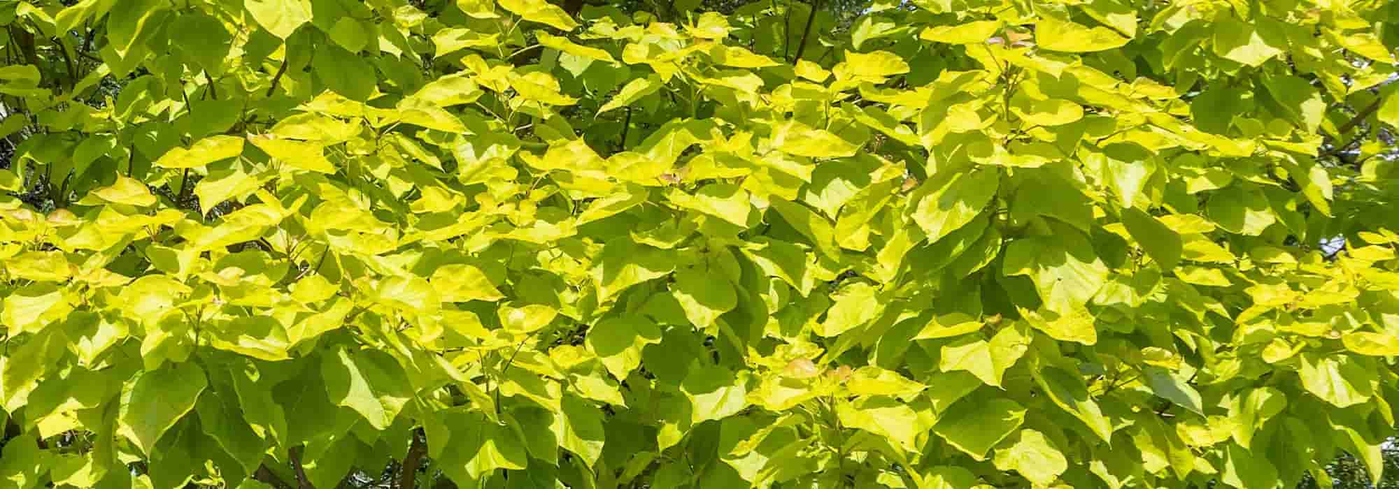 7 Bäume mit goldener Belaubung