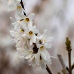 Abeliophyllum: Pflanzen, Pflegen und Kultivieren