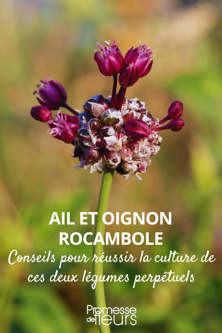 Anbau von Knoblauch und Etagenzwiebeln (Allium cepa var. proliferum)  

Die Etagenzwiebel (auch Luftzwiebel oder Ägyptische Zwiebel genannt) und Knoblauch sind zwei aromatische Zwiebelgewächse, die in jedem Gemüsegarten ihren Platz haben. Hier sind unsere Tipps für eine erfolgreiche Kultur.  

### Standort und Boden  
- **Sonniger Standort**: Beide Pflanzen lieben volle Sonne.  
- **Durchlässiger Boden**: Ideal ist ein lockerer, humusreicher Boden ohne Staunässe.  
- **Boden vorbereiten**: Arbeiten Sie vor der Pflanzung Kompost oder gut verrotteten Mist ein.  

### Pflanzung  
**Knoblauch**:  
- Pflanzzeit: Oktober-November oder Februar-März  
- Zehen mit der Spitze nach oben 3-5 cm tief setzen, Abstand 10-15 cm  

**Etagenzwiebeln**:  
- Pflanzung der Brutzwiebeln im Frühjahr oder Herbst  
- Abstand: 20-30 cm, da die Pflanzen buschig wachsen  

### Pflege  
- **Gießen**: Mäßig wässern, besonders in Trockenperioden. Staunässe vermeiden!  
- **Düngen**: Leichte Kompostgaben im Frühjahr  
- **Unkraut jäten**: Regelmäßig hacken, um Konkurrenz zu vermeiden  

### Ernte  
- **Knoblauch**: Ernte wenn die Blätter gelb werden (Juli-August)  
- **Etagenzwiebeln**: Grüne Triebe können laufend geerntet werden. Die Brutzwiebeln reifen im Spätsommer.  

### Lagerung  
- Knoblauch an einem luftigen, trockenen Ort aufbewahren  
- Etagenzwiebeln frisch verwenden oder einlegen  

Diese robusten Pflanzen sind pflegeleicht und bereichern die Küche mit ihrem intensiven Aroma. Probieren Sie es aus!  

*Tipp*: Etagenzwiebeln vermehren sich von selbst durch ihre Brutzwiebeln – eine praktische Dauerkultur für den Garten.