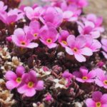 Androsace: Anbau, Pflanzung und Pflege