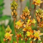 Bulbine: Pflanzen, Pflegen und Kultivieren