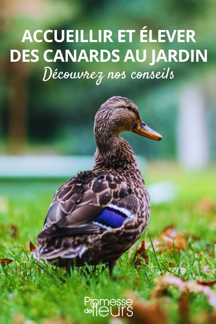 Tipps zur Haltung von Enten im Garten