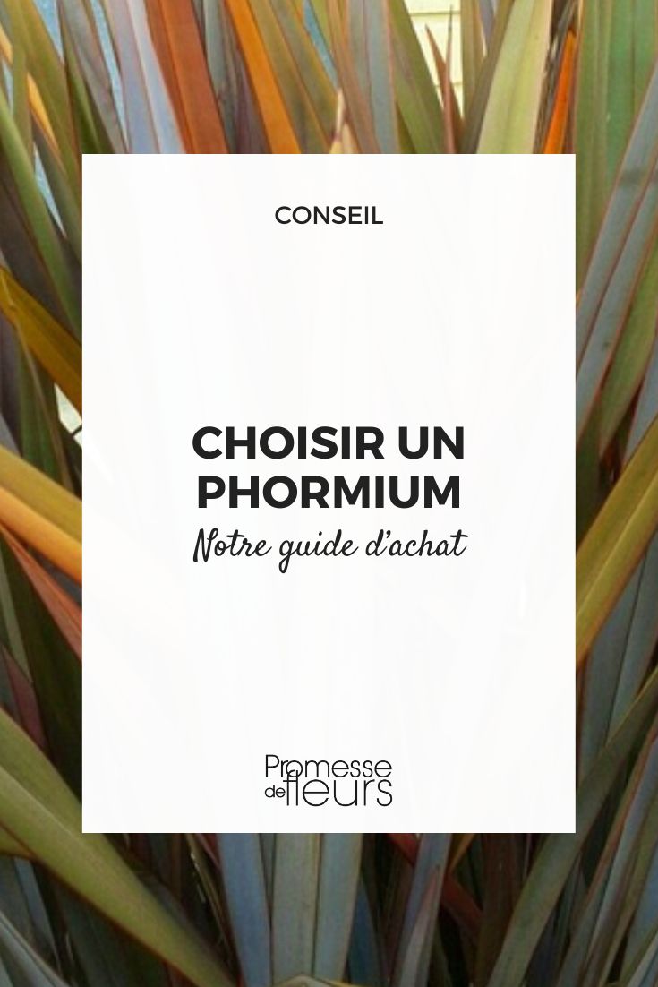 Phormium Anbau