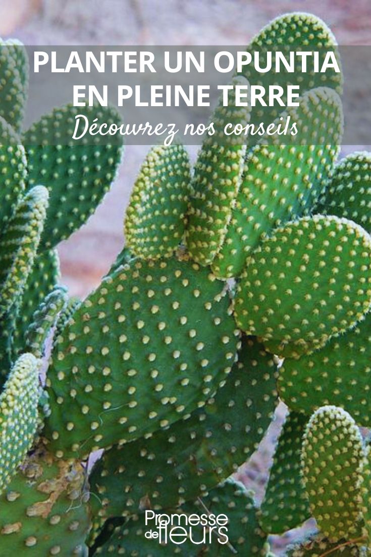 Pflanztipps für Opuntien im Garten

Opuntien, auch als Feigenkakteen bekannt, sind faszinierende Sukkulenten, die mit ihren charakteristischen paddelförmigen Segmenten und prächtigen Blüten jeden Garten bereichern. Diese robusten Pflanzen stammen aus den amerikanischen Wüstenregionen und gedeihen auch in unseren Breitengraden - wenn man einige wichtige Pflanzregeln beachtet.

Standortwahl:
• Volle Sonne (mindestens 6 Stunden täglich)
• Geschützte Lage vor starkem Regen und Wind
• Idealerweise vor einer nach Süden ausgerichteten Mauer

Bodenbedingungen:
• Extrem durchlässiges Substrat (Kakteenerde oder Sand-Kies-Gemisch)
• Keine Staunässe - unbedingt Drainageschicht einplanen
• Neutraler bis leicht alkalischer pH-Wert

Pflanzzeitpunkt:
• Optimal im späten Frühjahr oder Frühsommer
• Nach den letzten Frösten pflanzen
• Bei Kübelpflanzen jederzeit möglich (mit Winterquartier)

Pflanzanleitung:
1. Pflanzloch doppelt so groß wie der Wurzelballen ausheben
2. 5-10 cm Drainage (Kies, Blähton) einfüllen
3. Mit spezieller Kakteenerde auffüllen
4. Opuntie einsetzen (Handschuhe tragen!)
5. Leicht angießen und 1 Woche nicht wässern

Pflege nach der Pflanzung:
• Erst nach 2 Wochen regelmäßig gießen
• Im ersten Jahr winterhart machen (Vliesabdeckung)
• Düngung nur sparsam mit Kakteendünger

Winterhart machen:
• Langsam an kühlere Temperaturen gewöhnen
• Im ersten Winter zusätzlichen Schutz bieten
• Ältere Exemplare sind frostresistenter

Tipp: Besonders winterharte Sorten wie Opuntia humifosa oder Opuntia phaeacantha eignen sich ideal für die Freilandkultur in Mitteleuropa. Mit der richtigen Pflege entwickeln sich diese exotischen Schönheiten zu echten Blickfängen in Ihrem Garten!
