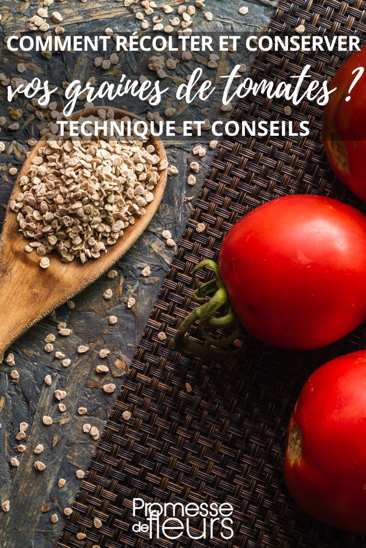 Eigenes Tomatensaatgut selbst herstellen