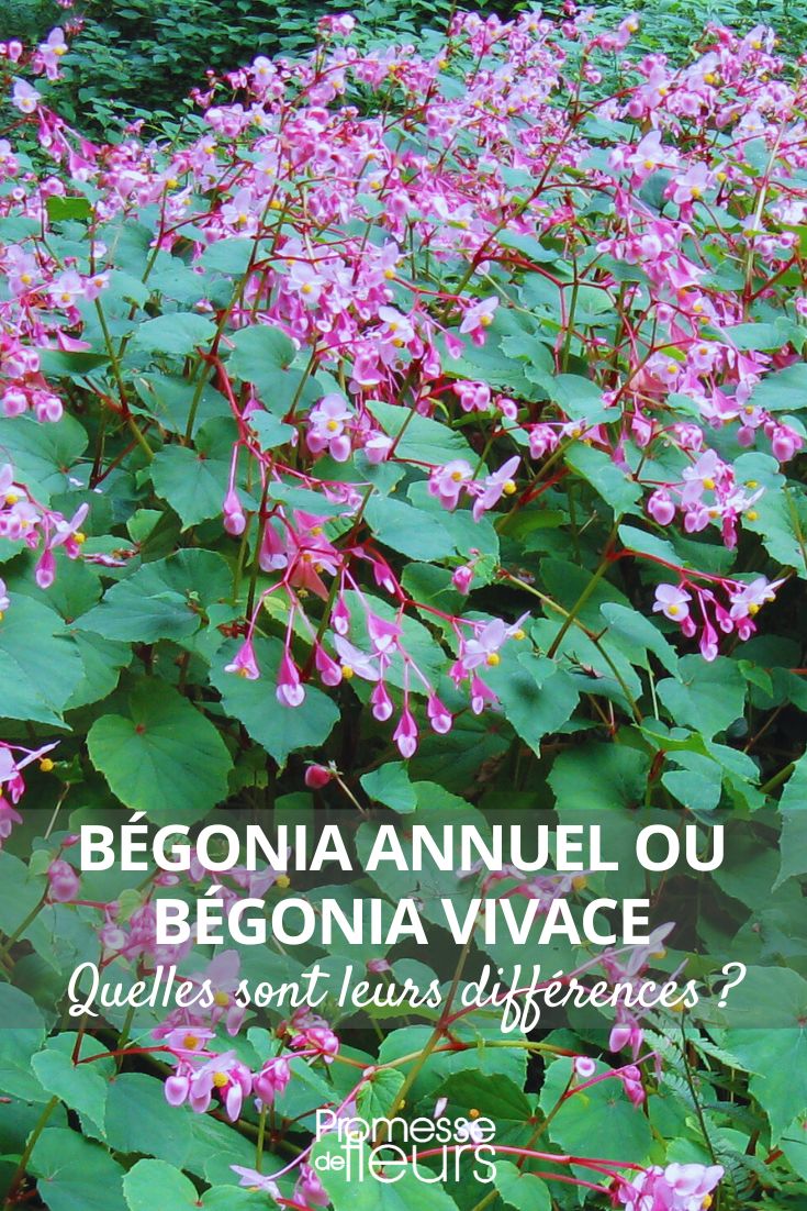 Begonia grandis