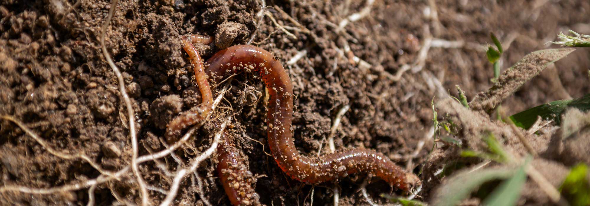 Bodenleben erklärt: Seine Rolle im Gartenverstehen