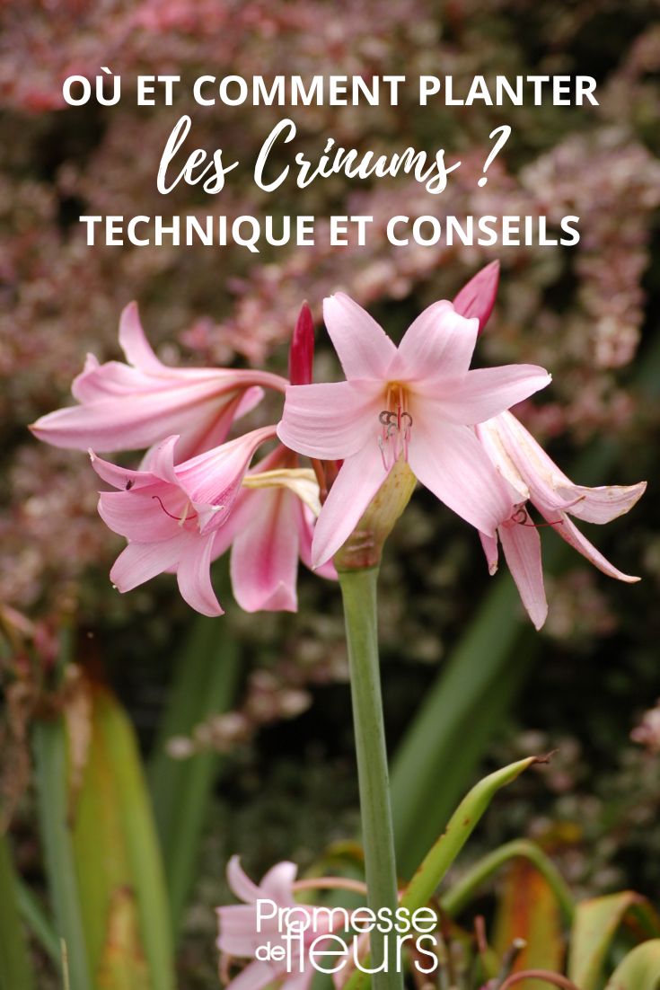 Crinum powellii