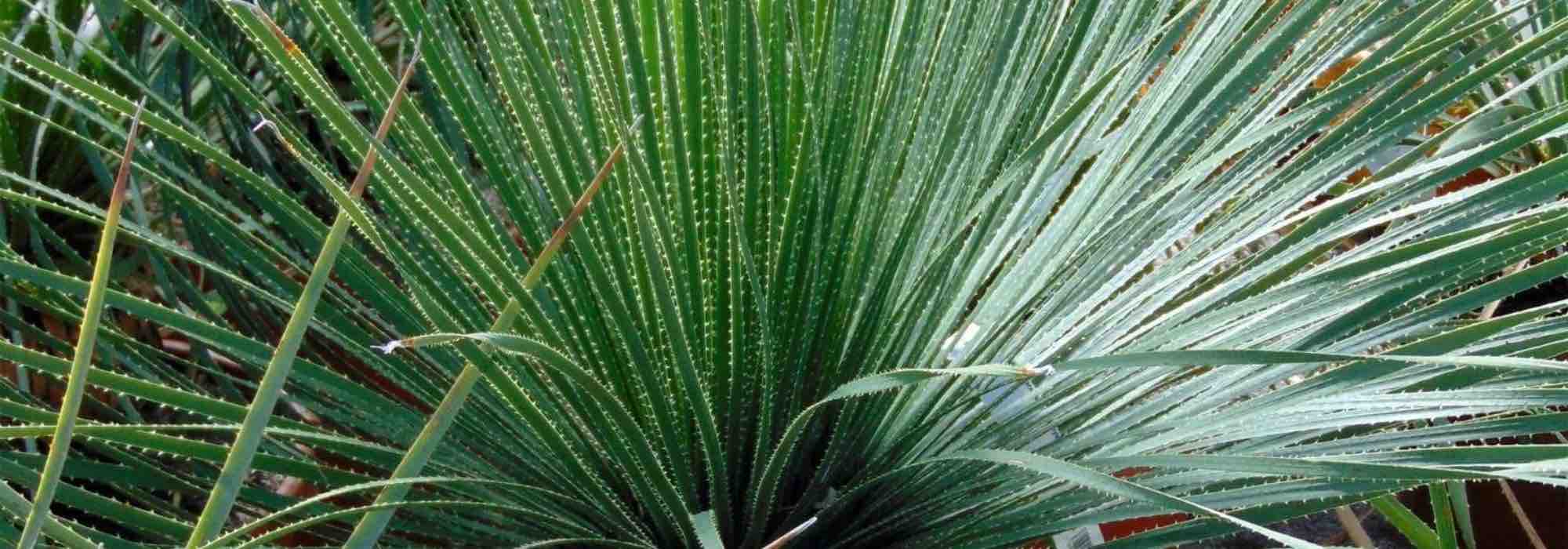 Welcher Rauhschopf verschönert Ihren Garten?