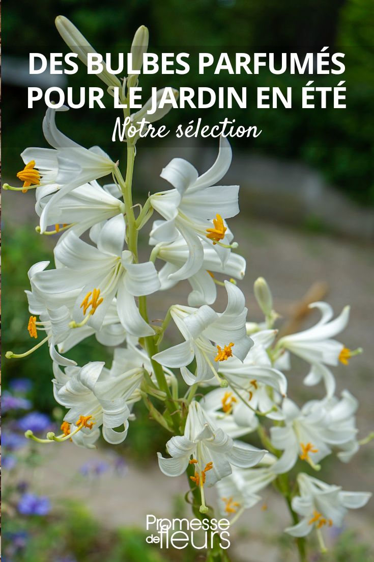 Lilium candidum oder Madonnenlilie