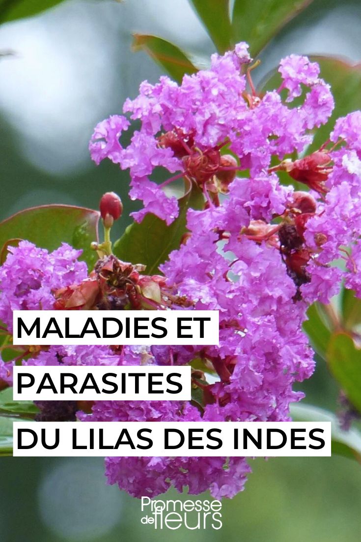 Lagerstroemia indica mauve