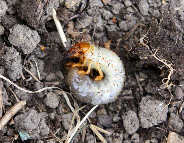 Engerlinge mit Nematoden bekämpfen