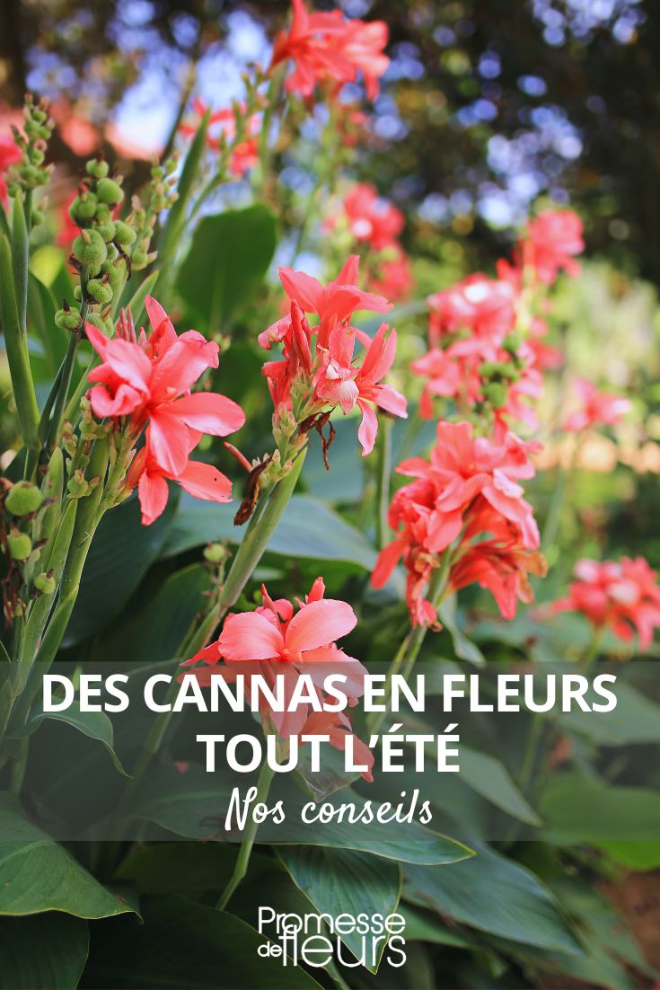 Canna-Lilie