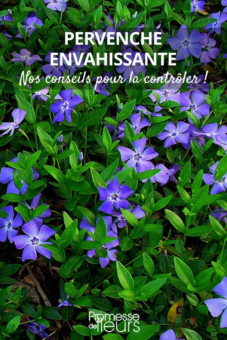Die Vinca entfernen