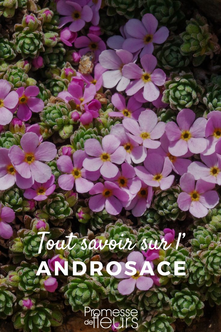 Pinterest - Pflanzensteckbriefe Alles Wissenswerte (1) Androsace-Blüten