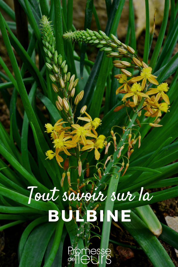 Bulbine anbauen Bulbine frutescens