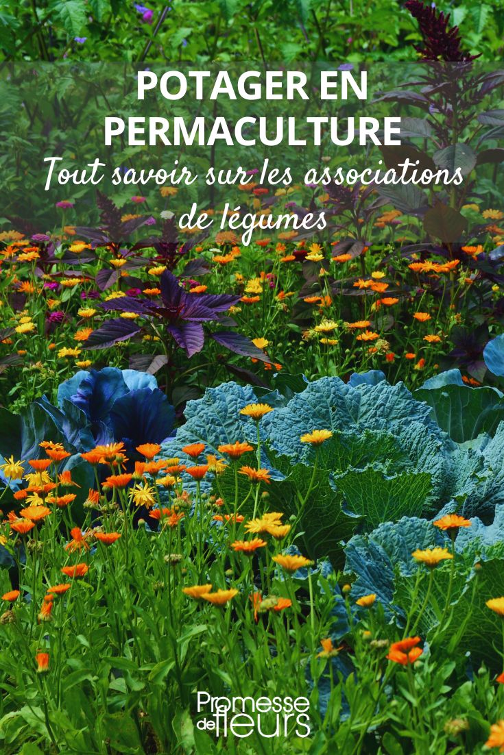 Permakultur-Garten und Gemüse-Pflanzengemeinschaften