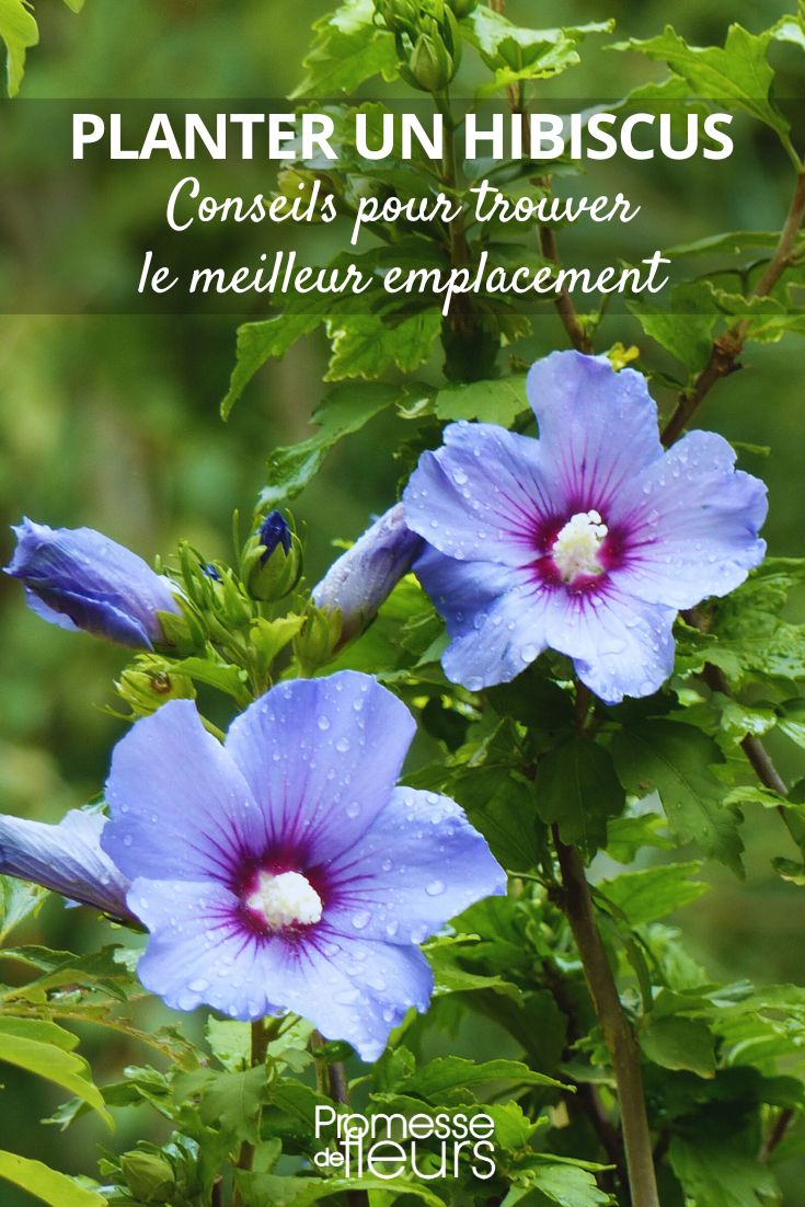 Tipps zum Pflanzen eines Hibiskus