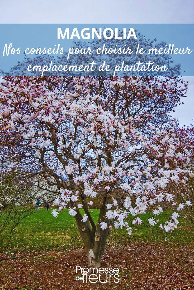 Wo einen Magnolienbaum pflanzen