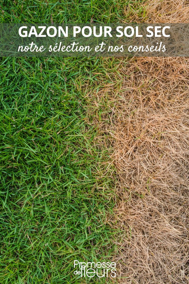 Trockenrasen: Unsere Auswahl und Pflegetipps