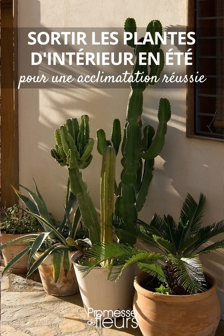 Zimmerpflanzen in der schönen Jahreszeit nach draußen bringen: Unsere besten Tipps