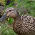 Enten im Garten halten und versorgen?