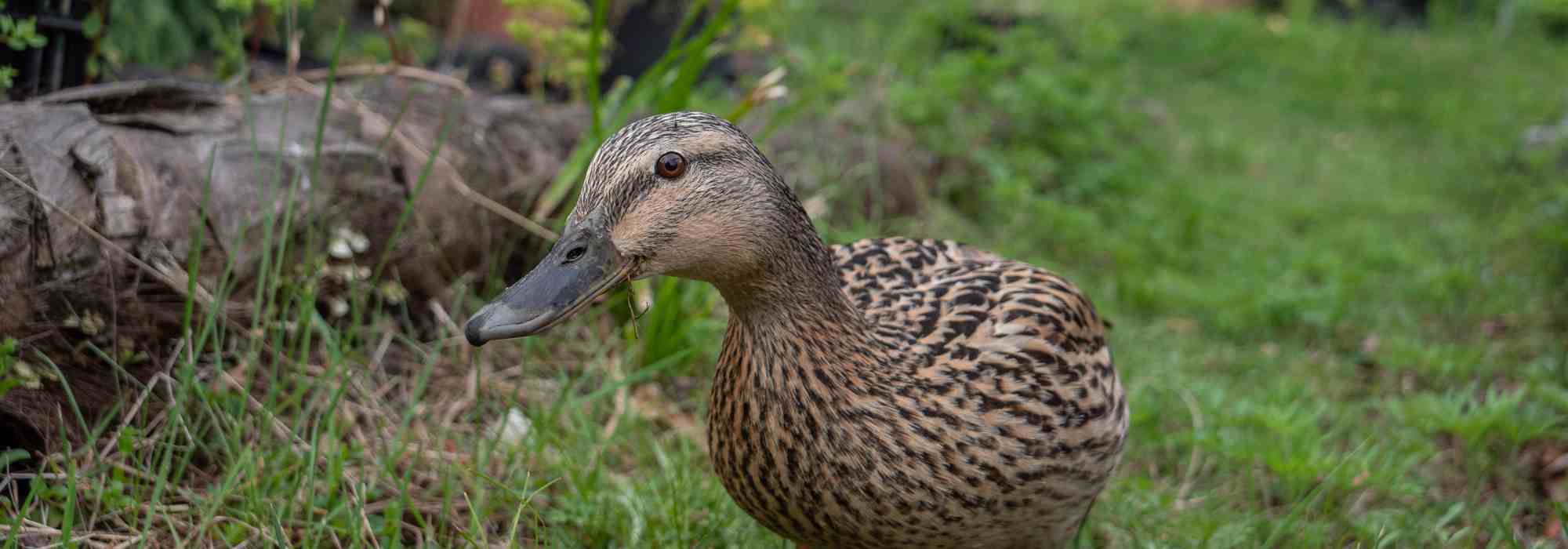 Enten im Garten halten und versorgen?