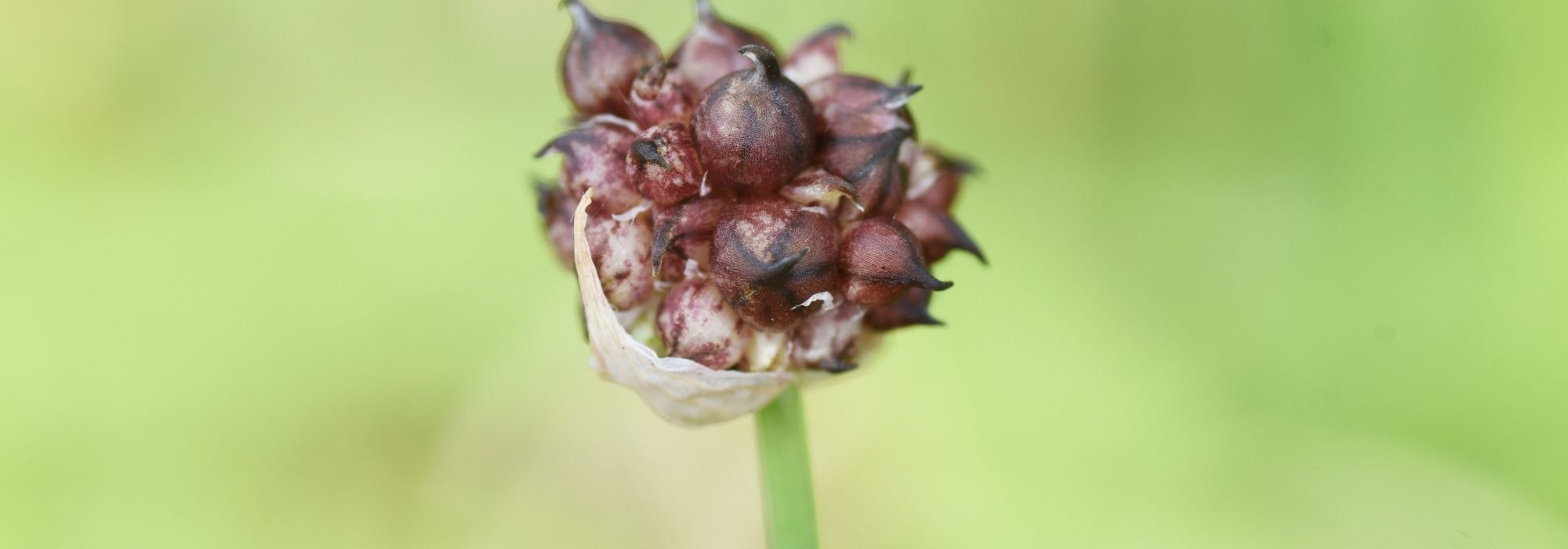 Knoblauch & Etagenzwiebel: mehrjähriger Anbau