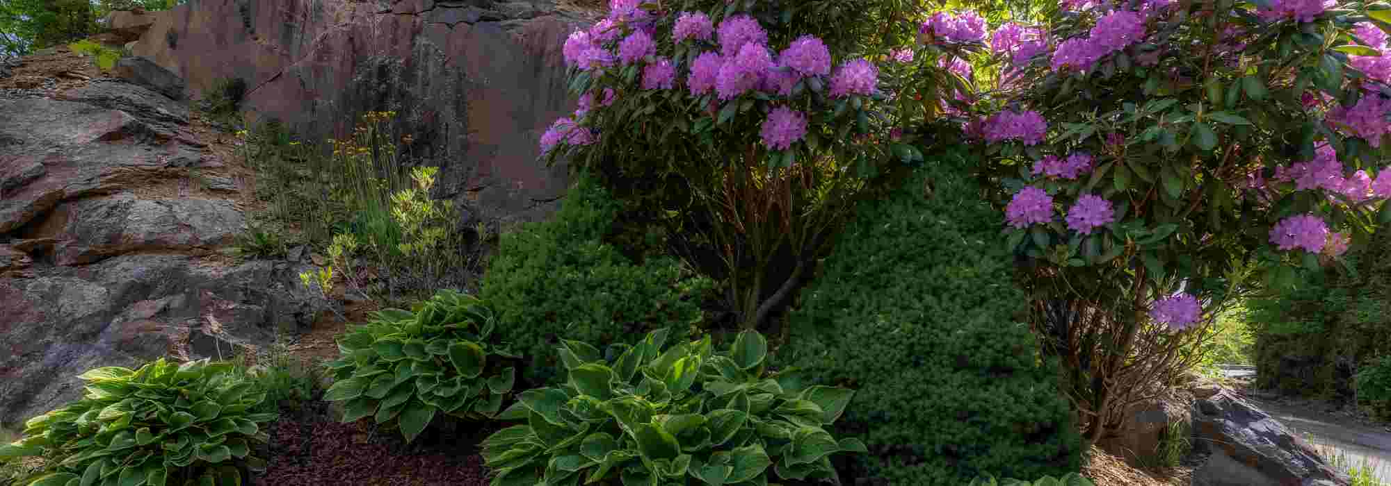 Schattengarten: 6 Tipps vom Landschaftsgärtner