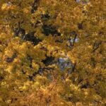 8 Zierbäume für kalkhaltigen Boden
