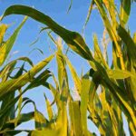 Permakultur-Gemüsegarten: Mischkultur richtig planen