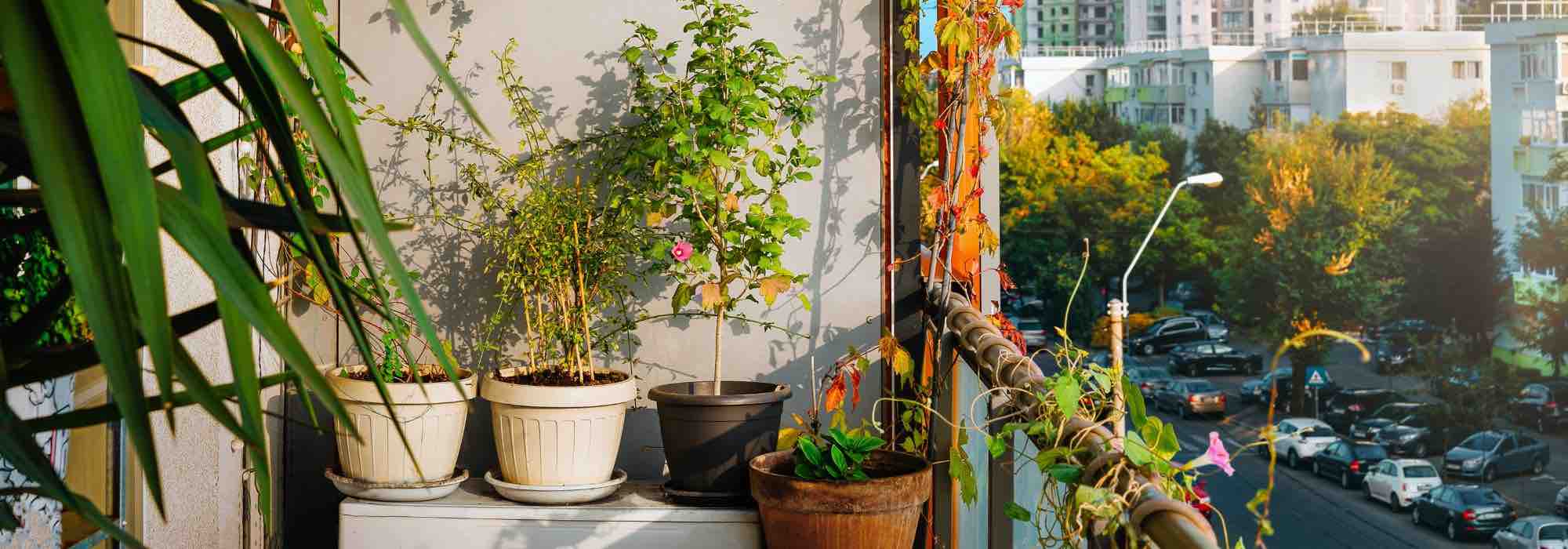 Balkon nach Osten gestalten: unsere Tipps