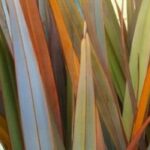 Phormium richtig auswählen?