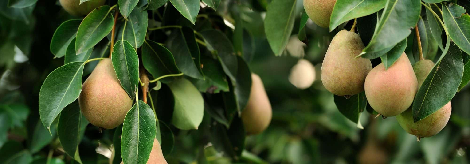Die leichtesten Obstbäume für den Garten
