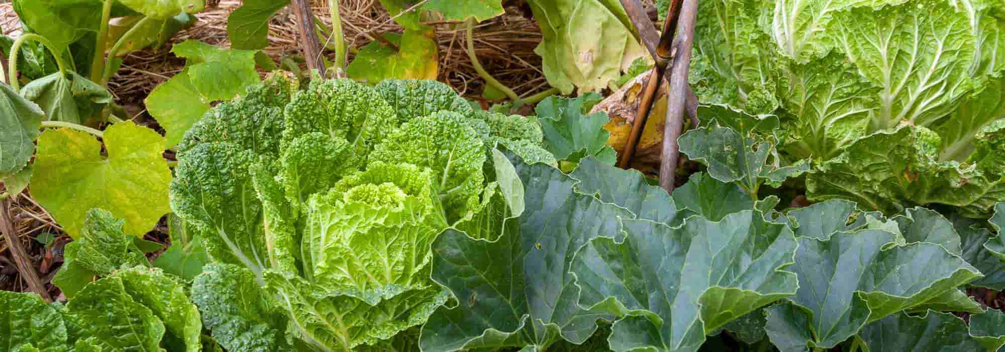 Vor- und Nachteile der Permakultur im Garten