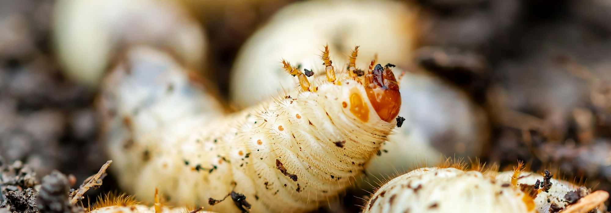 Rosenkäfer- oder Maikäferlarven: Unterschiede?