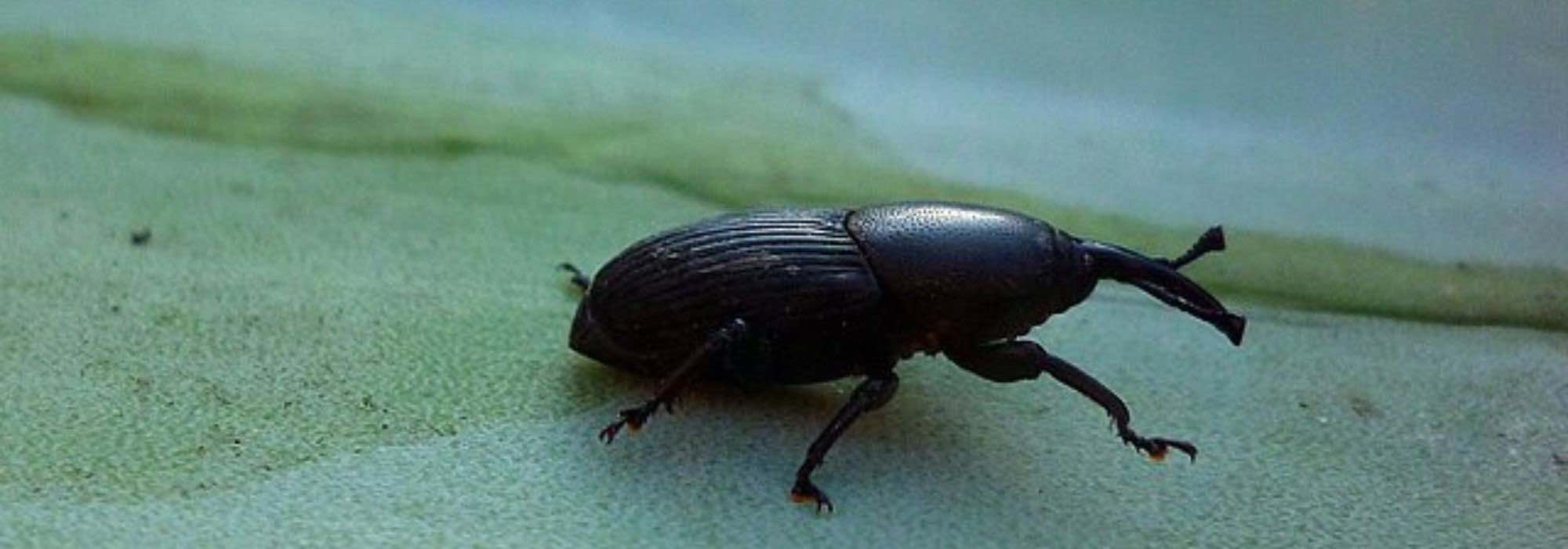 Krankheiten und Parasiten der Beschorneria