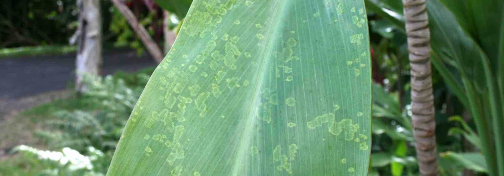 Krankheiten und Schädlinge der Cordyline