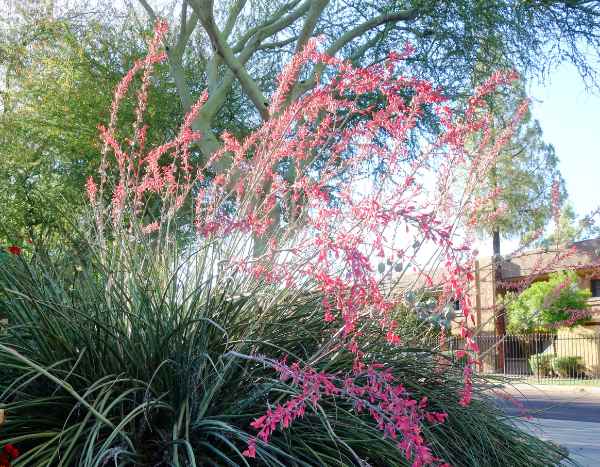 Hesperaloe oder Rote Yucca vermehren?